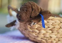 AKC Red Standard - Blue, a female Poodle - Standard  for sale in New Orleans, LA – 2 of 5
