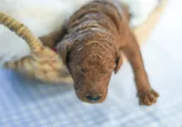 AKC Red Standard - Pink, a male Poodle - Standard  for sale in New Orleans, LA – 4 of 6
