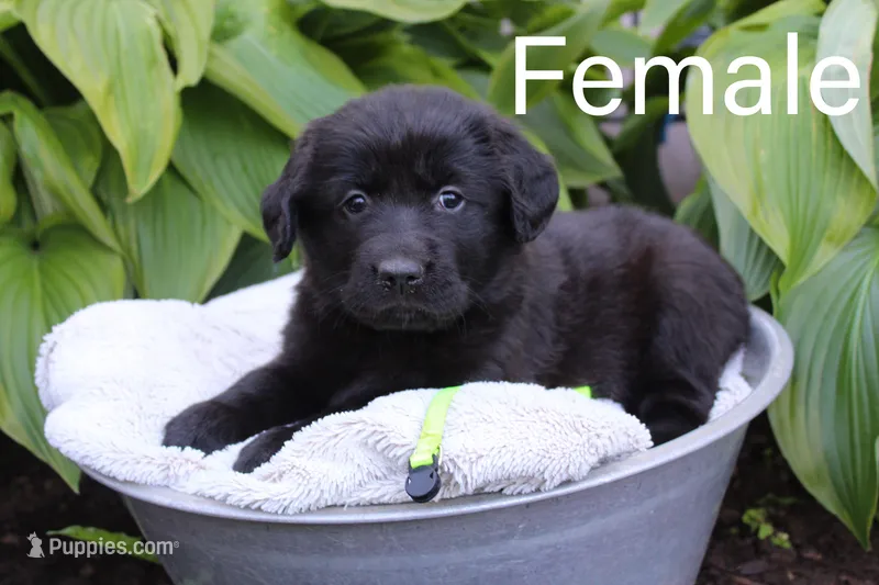 Lime – Great Pyrenees, Labrador Retriever puppy for sale in Hillsboro, OH