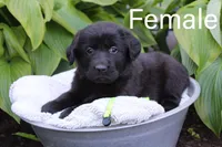 Lime, a female Great Pyrenees and Labrador Retriever for sale in Hillsboro, OH – 1 of 1