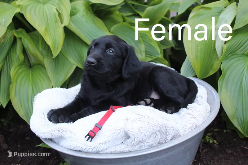 Red (Rosie) – Great Pyrenees, Labrador Retriever puppy for sale in Hillsboro, OH