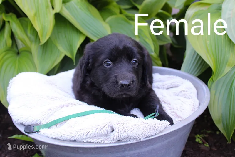 Green – Great Pyrenees, Labrador Retriever puppy for sale in Hillsboro, OH
