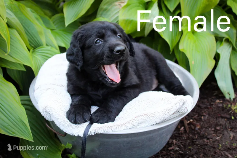Black – Great Pyrenees, Labrador Retriever puppy for sale in Hillsboro, OH