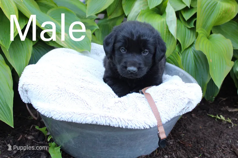 Tan – Great Pyrenees, Labrador Retriever puppy for sale in Hillsboro, OH