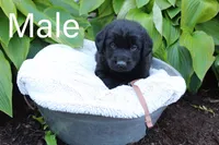 Tan, a male Great Pyrenees and Labrador Retriever for sale in Hillsboro, OH – 1 of 1