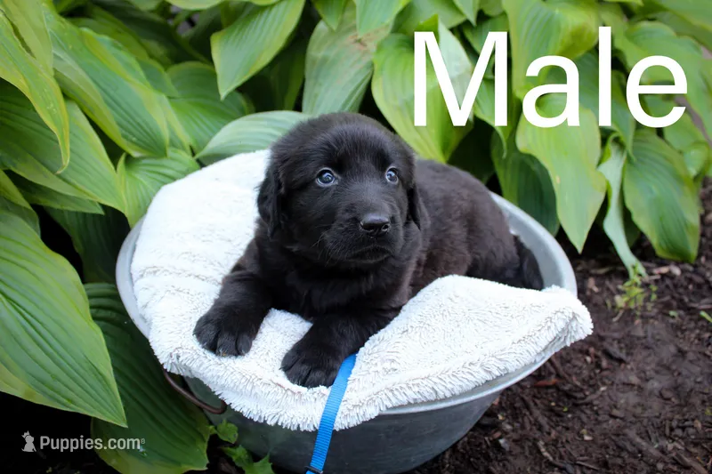 Blue – Great Pyrenees, Labrador Retriever puppy for sale in Hillsboro, OH