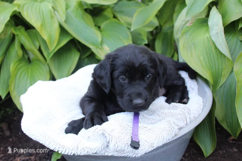 Purple – Great Pyrenees, Labrador Retriever puppy for sale in Hillsboro, OH