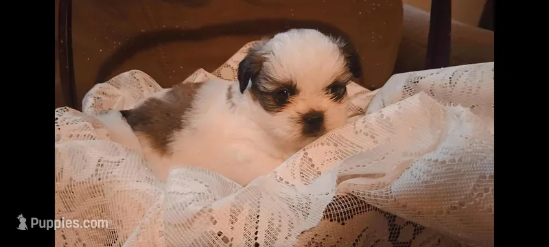 Baby boy 💙#1 – Shih Tzu puppy for sale in Eatonton, GA