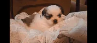 Baby boy 💙#1, a male Shih Tzu for sale in Eatonton, GA – 1 of 3