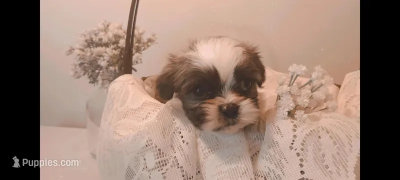Baby girl 🩷 #2 – Shih Tzu puppy for sale in Eatonton, GA