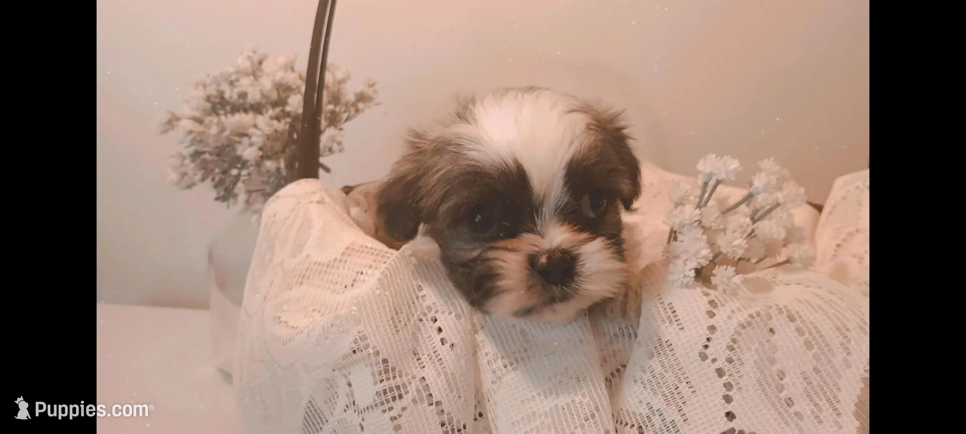 Baby girl 🩷 #2, a female Shih Tzu for sale in Eatonton, GA – 1 of 3