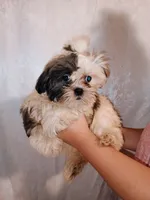 Male puppy, a male Shih Tzu for sale in Eatonton, GA – 4 of 4