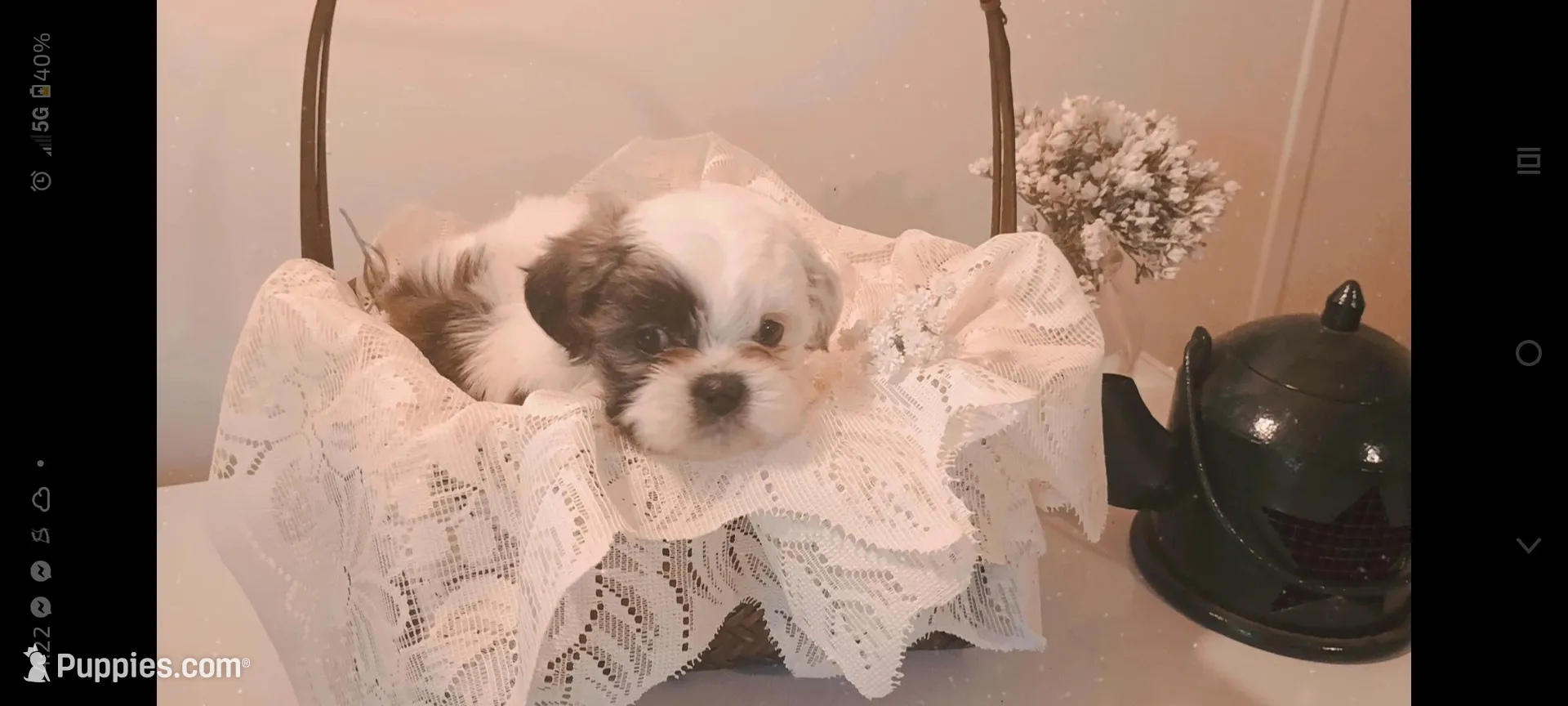 Baby boy 💙#1, a male Shih Tzu for sale in Eatonton, GA – 3 of 3