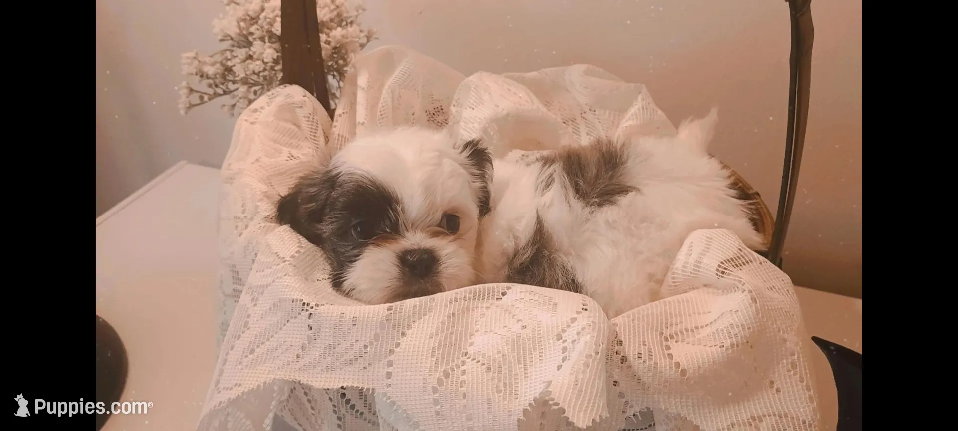 Baby boy 💙#1, a male Shih Tzu for sale in Eatonton, GA – 1 of 3