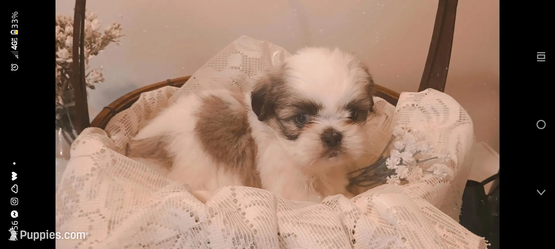 Baby girl 🩷 #3 with 1 blue eye, a female Shih Tzu for sale in Eatonton, GA – 1 of 2