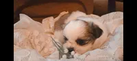 Baby boy 💙#1, a male Shih Tzu for sale in Eatonton, GA – 3 of 3