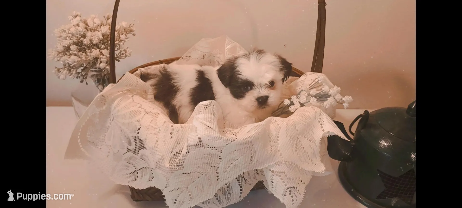 Baby girl 🩷 #1 with 1 blue eye, a female Shih Tzu for sale in Eatonton, GA – 3 of 4