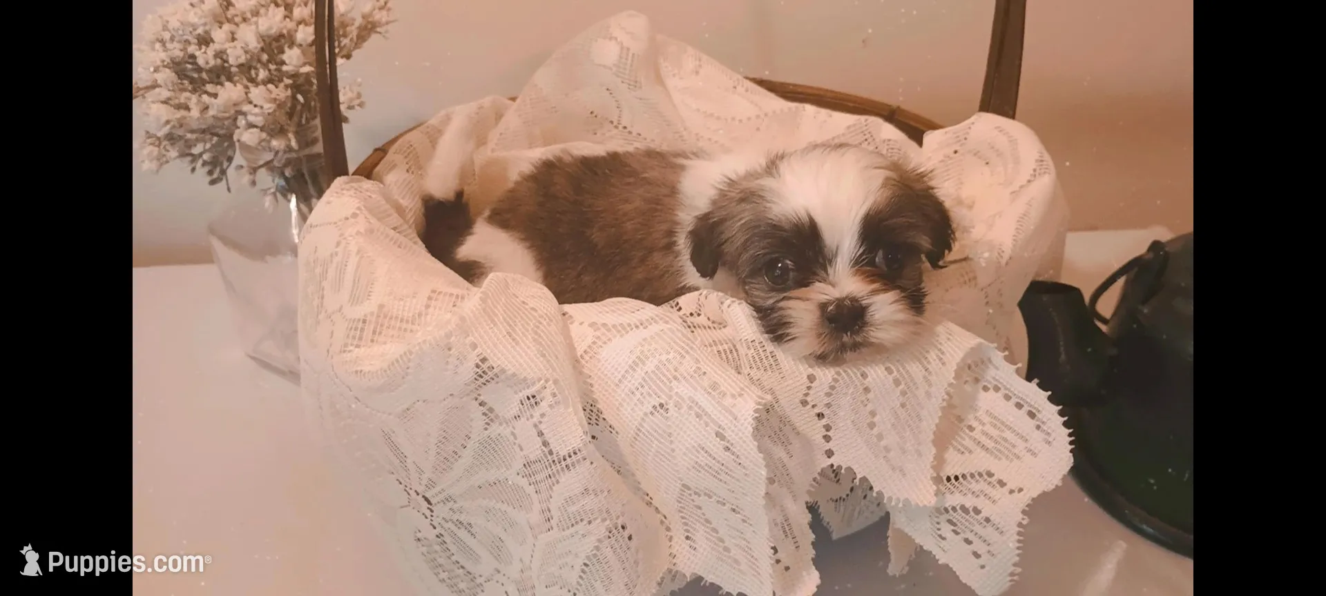 Baby girl 🩷 #2, a female Shih Tzu for sale in Eatonton, GA – 3 of 3