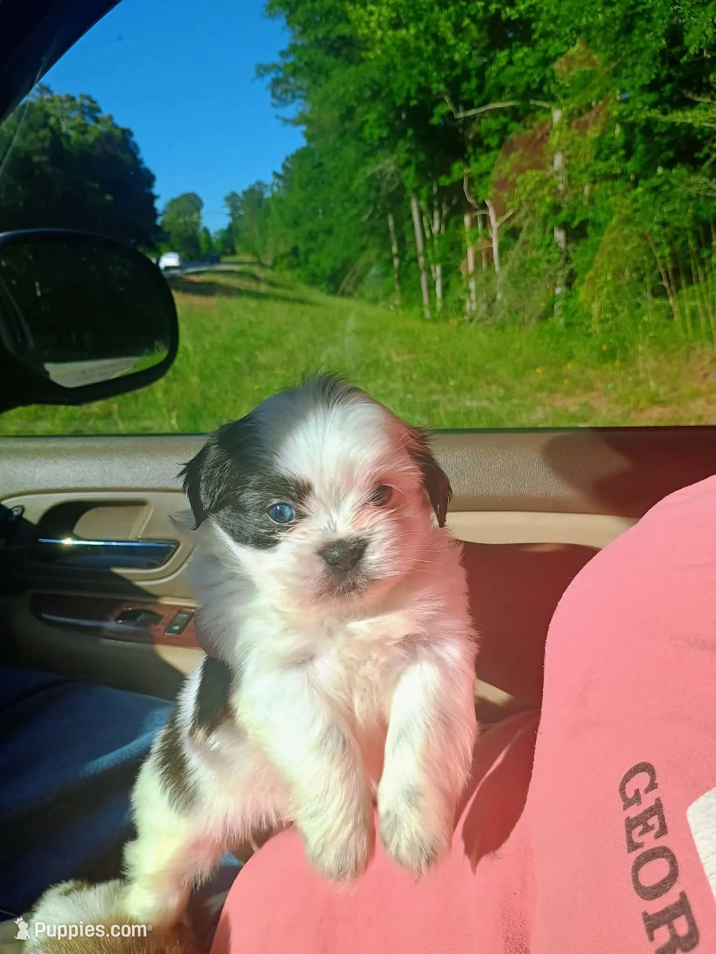 Baby girl 🩷 #1 with 1 blue eye, a female Shih Tzu for sale in Eatonton, GA – 4 of 4