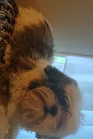 Rocco, a male Shih Tzu for sale in Eatonton, GA – 2 of 3
