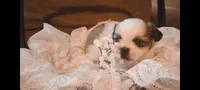 Baby boy 💙#1, a male Shih Tzu for sale in Eatonton, GA – 2 of 3