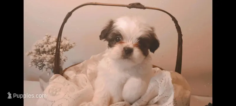 Baby girl 🩷 #4 – Shih Tzu puppy for sale in Eatonton, GA