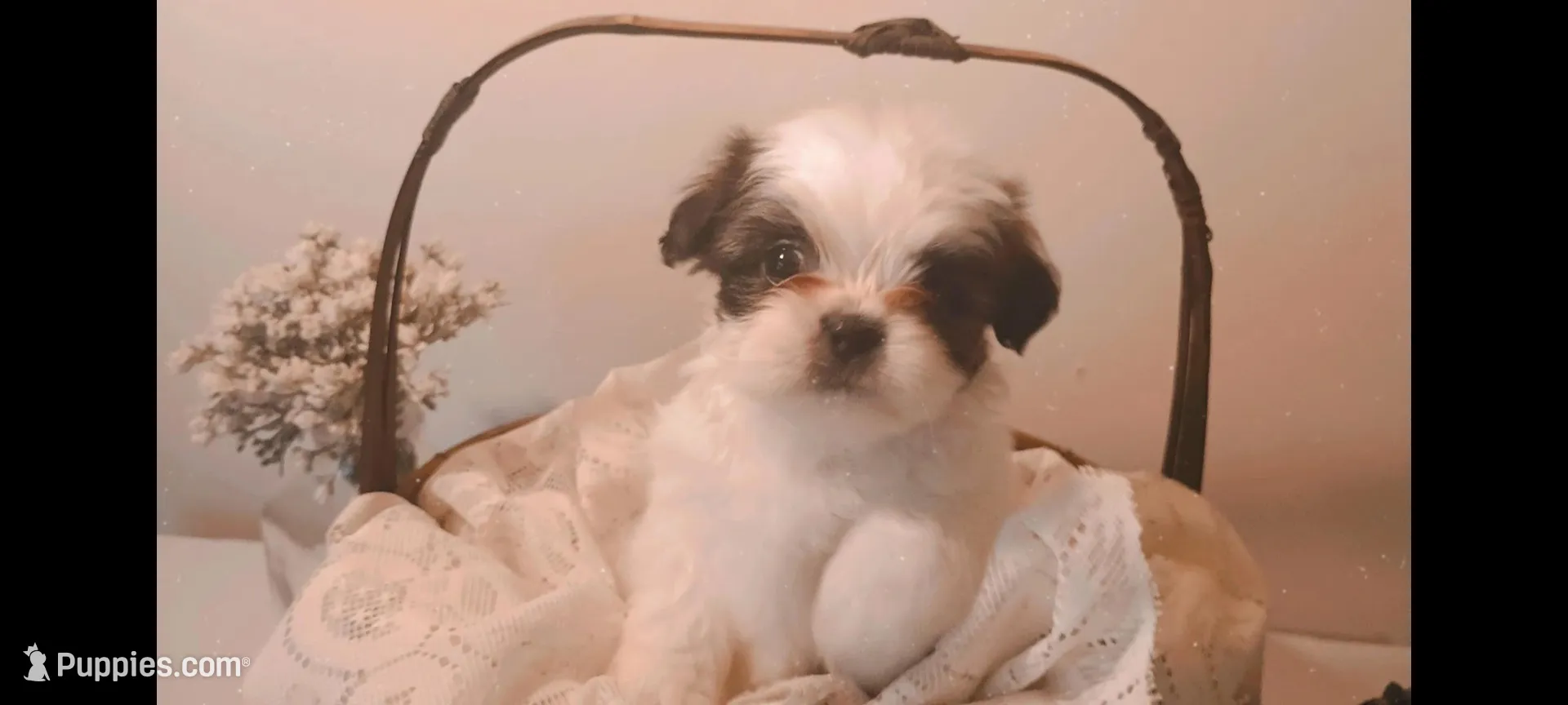 Baby girl 🩷 #4, a female Shih Tzu for sale in Eatonton, GA – 1 of 3