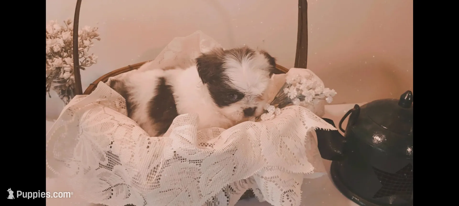 Baby girl 🩷 #1 with 1 blue eye, a female Shih Tzu for sale in Eatonton, GA – 2 of 4