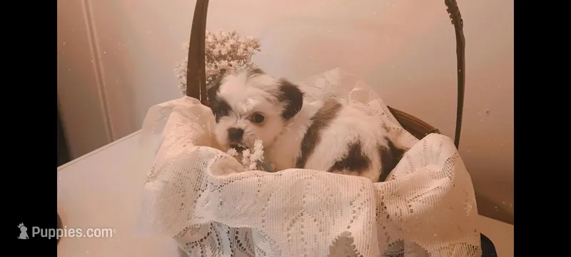 Baby girl 🩷 #1 with 1 blue eye – Shih Tzu puppy for sale in Eatonton, GA
