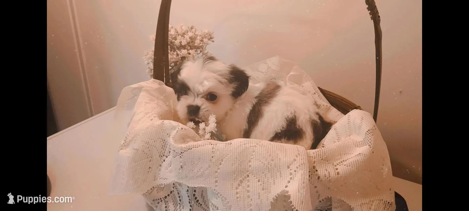 Baby girl 🩷 #1 with 1 blue eye, a female Shih Tzu for sale in Eatonton, GA – 1 of 4