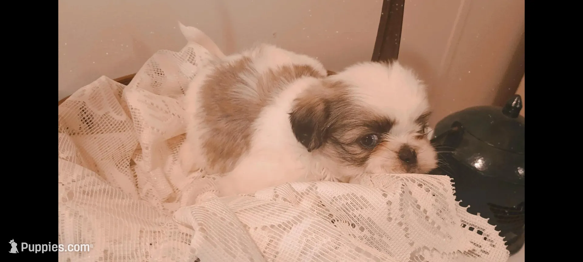Baby girl 🩷 #3 with 1 blue eye, a female Shih Tzu for sale in Eatonton, GA – 2 of 2