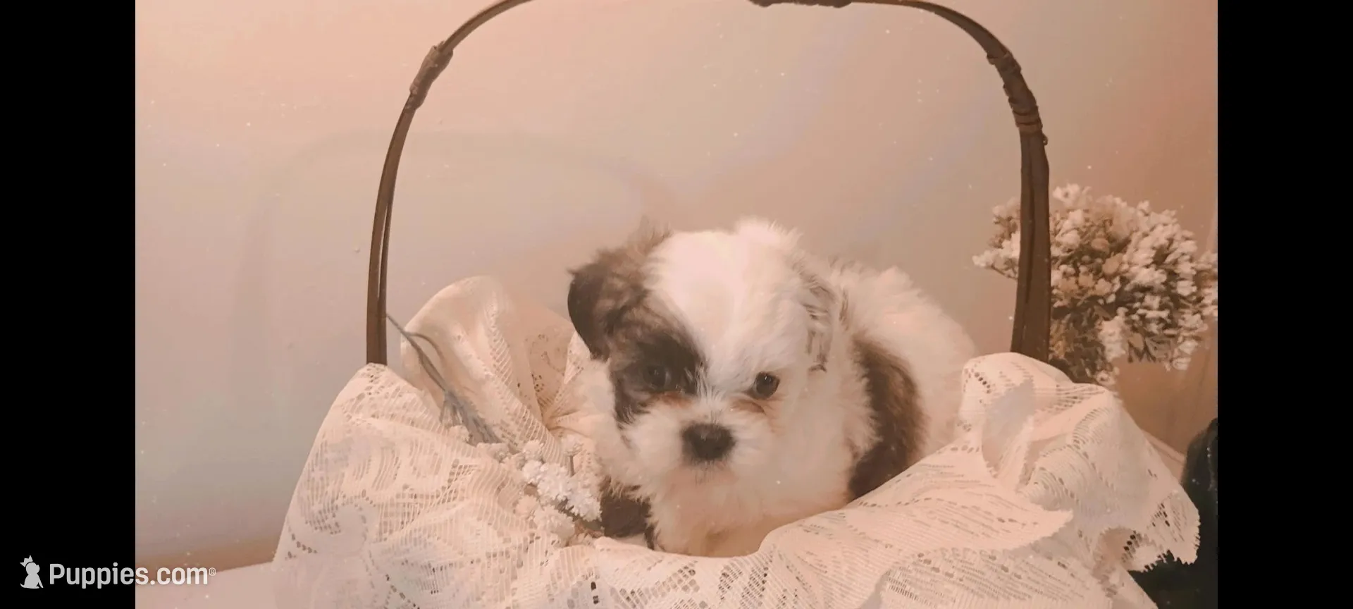 Baby boy 💙#1, a male Shih Tzu for sale in Eatonton, GA – 2 of 3
