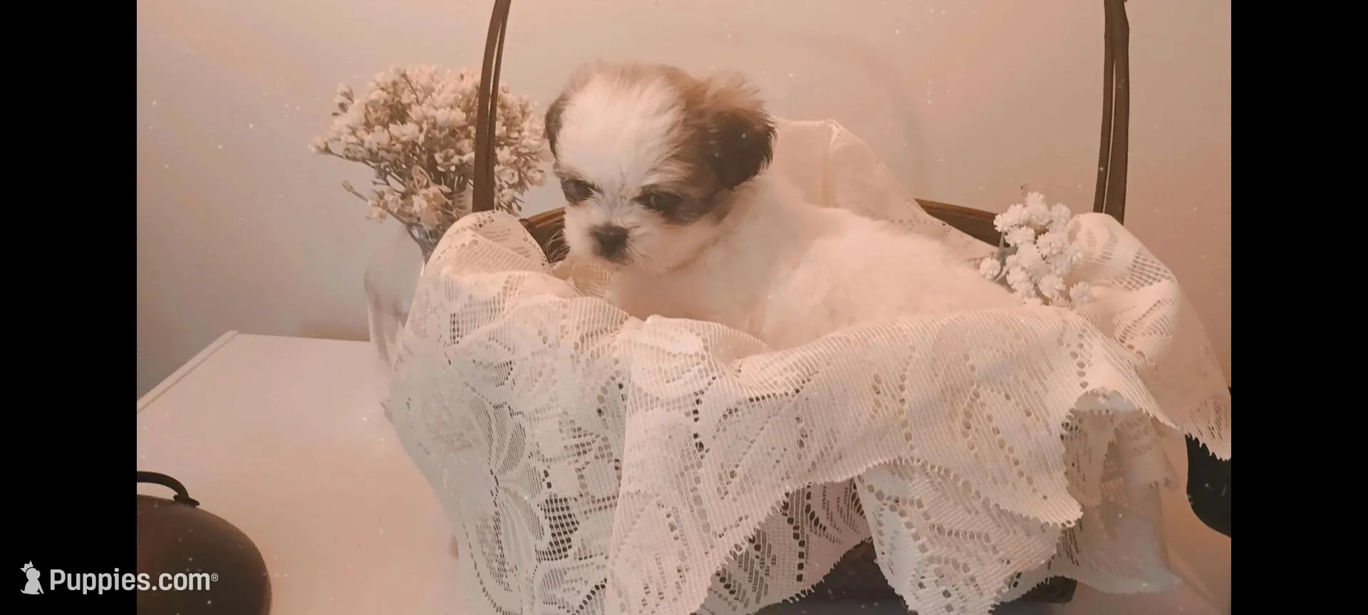 Baby boy 💙#2, a male Shih Tzu for sale in Eatonton, GA – 2 of 3