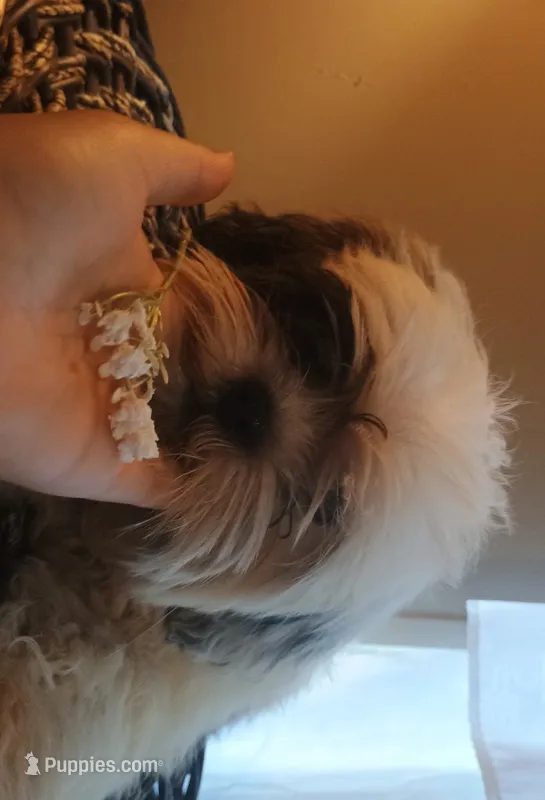 Rocco – Shih Tzu puppy for sale in Eatonton, GA
