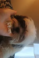 Rocco, a male Shih Tzu for sale in Eatonton, GA – 1 of 3