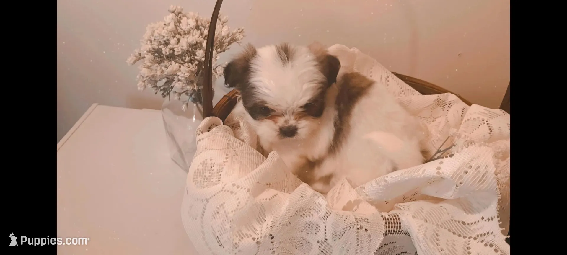 Baby girl 🩷 #4, a female Shih Tzu for sale in Eatonton, GA – 3 of 3
