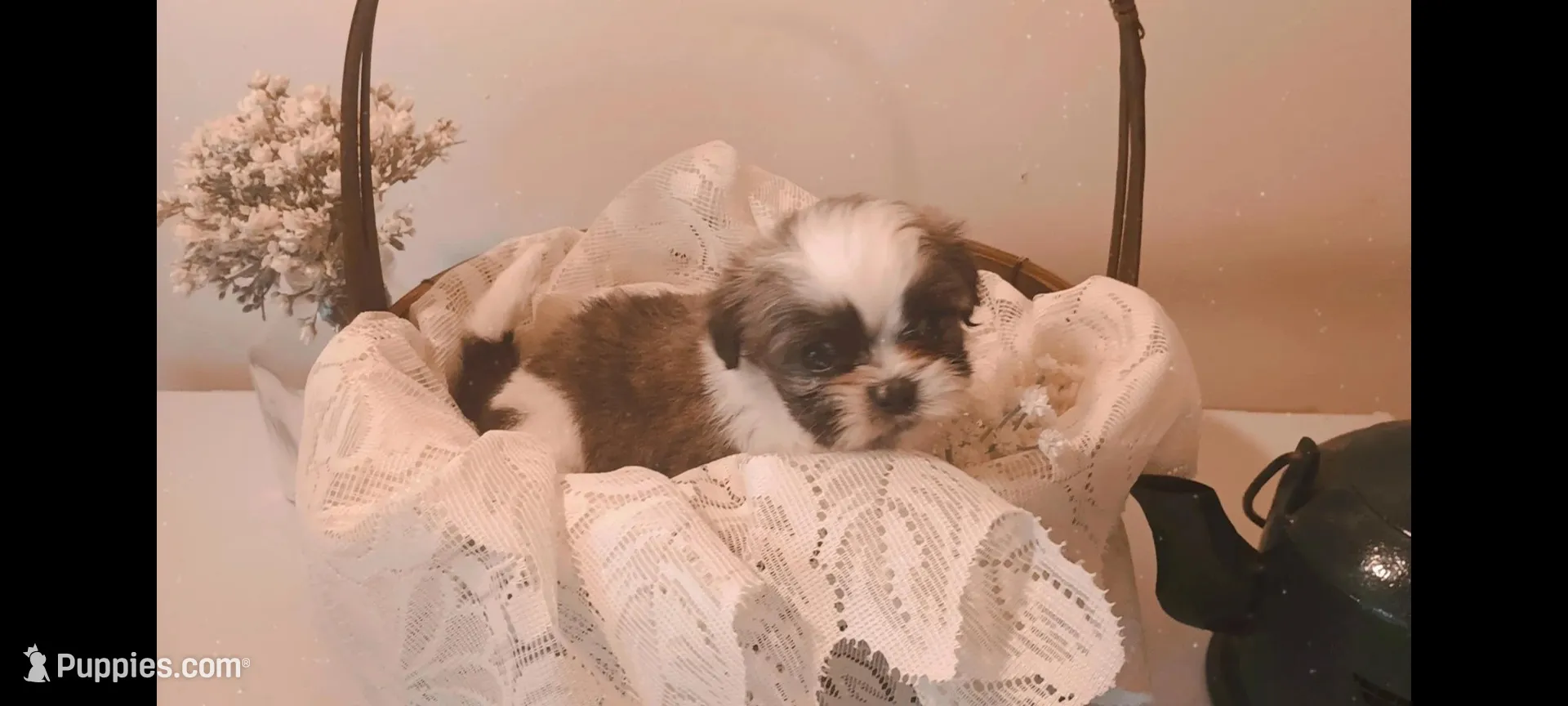 Baby girl 🩷 #2, a female Shih Tzu for sale in Eatonton, GA – 2 of 3