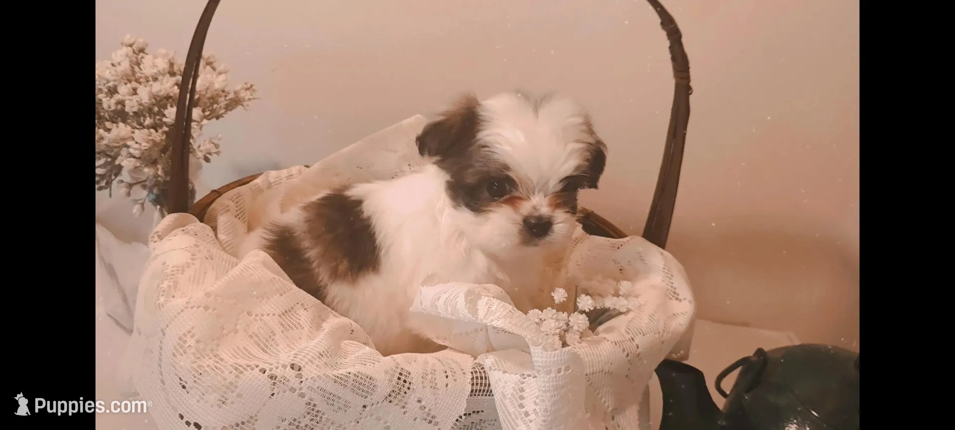 Baby girl 🩷 #4, a female Shih Tzu for sale in Eatonton, GA – 2 of 3