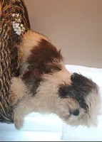 Rocco, a male Shih Tzu for sale in Eatonton, GA – 3 of 3