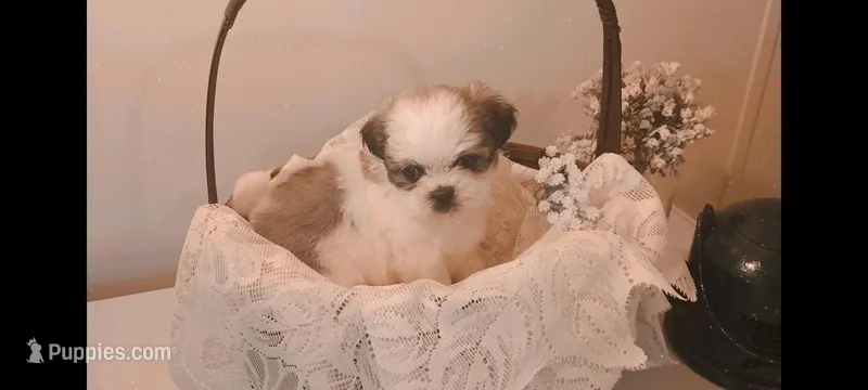 Baby boy 💙#2 – Shih Tzu puppy for sale in Eatonton, GA