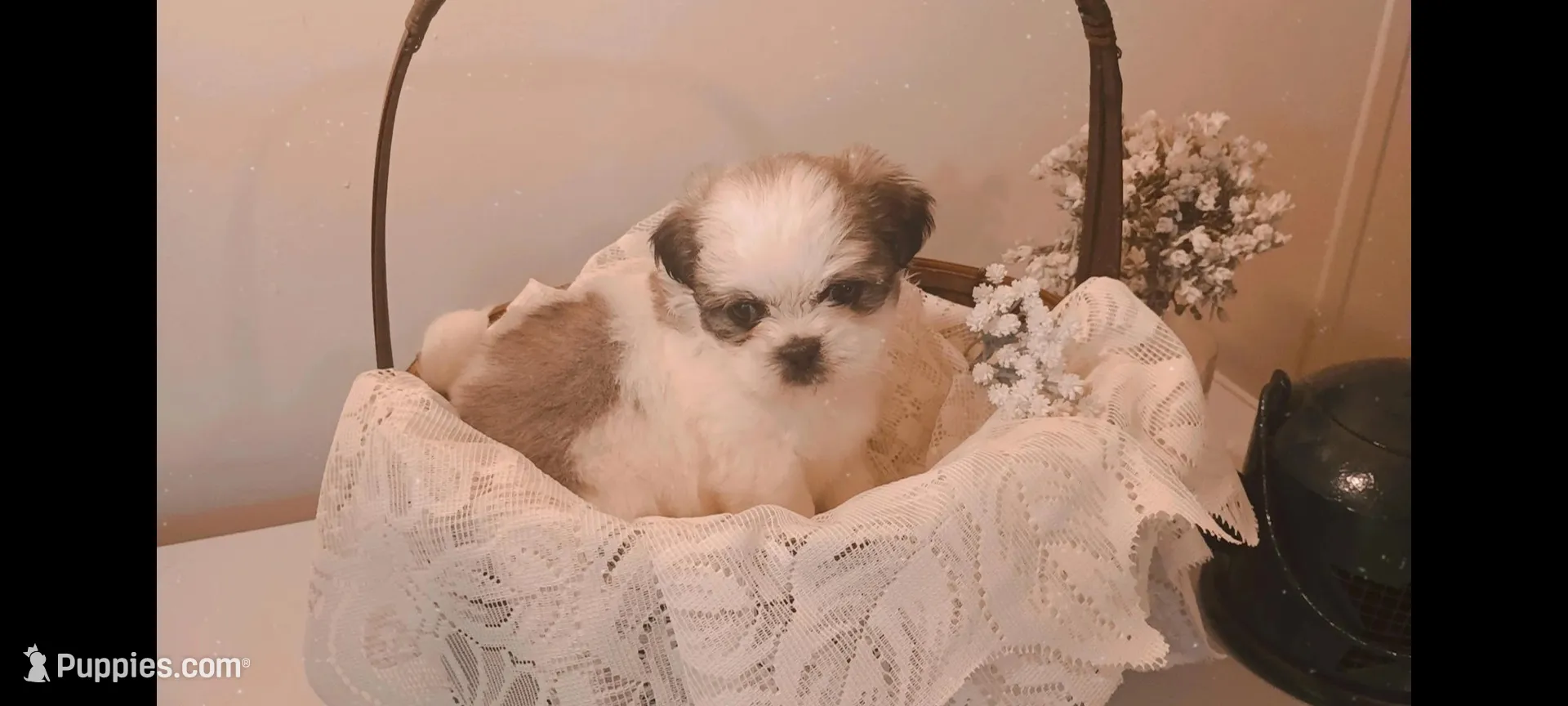 Baby boy 💙#2, a male Shih Tzu for sale in Eatonton, GA – 1 of 3
