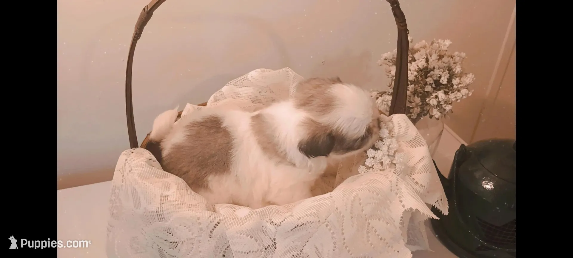 Baby boy 💙#2, a male Shih Tzu for sale in Eatonton, GA – 3 of 3