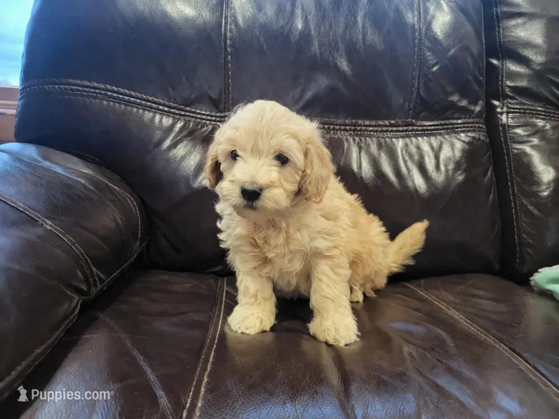 Rumi – Goldendoodle puppy for sale in Mayville, MI