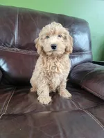 Rumi, a female Goldendoodle for sale in Mayville, MI – 1 of 1