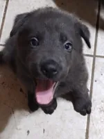 Solid Blue girl, a female German Shepherd Dog for sale in St. Louis, MO – Photo 4 of 5