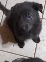 Solid Blue girl, a female German Shepherd Dog for sale in St. Louis, MO – Photo 5 of 5