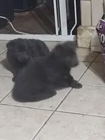 Solid Blue girl, a female German Shepherd Dog for sale in St. Louis, MO – Photo 2 of 2