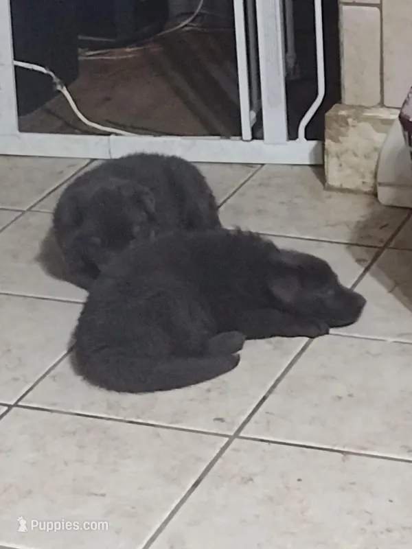 Solid Blue girl – German Shepherd Dog puppy for sale in St. Louis, MO