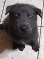 Solid Blue girl, a female German Shepherd Dog for sale in St. Louis, MO – Photo 2 of 5