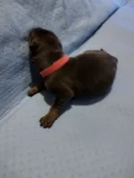 Fuschia collar girl, a female German Shepherd Dog for sale in St. Louis, MO – Photo 2 of 2